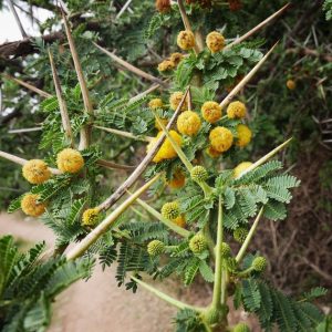 Wat kunnen acacia vezels voor jou betekenen. we leggen het uit